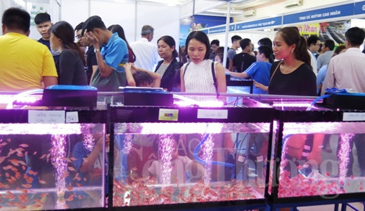 TP. Hồ Chí Minh chú trọng đầu tư phát triển nghề nuôi cá cảnh xuất khẩu